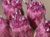 Pluchea odorata var. odorata