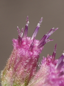 Pluchea odorata var. odorata