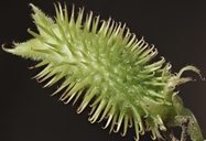 Xanthium orientale