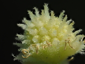 Xanthium orientale