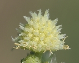 Xanthium orientale