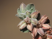 Glinus lotoides