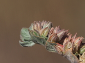 Glinus lotoides