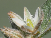 Glinus lotoides