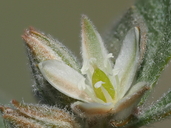 Glinus lotoides