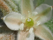 Glinus lotoides