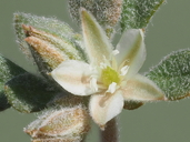 Glinus lotoides