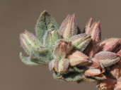 Glinus lotoides