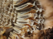 Matricaria occidentalis