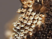 Matricaria occidentalis
