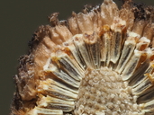 Matricaria occidentalis