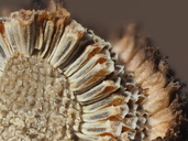 Matricaria occidentalis
