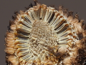 Matricaria occidentalis