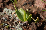 Ophioglossum californicum