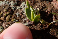 Ophioglossum californicum