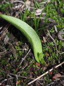 Ophioglossum californicum