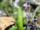 Ophioglossum californicum