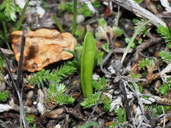 Ophioglossum californicum