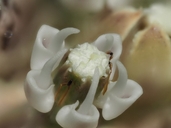 Asclepias fascicularis