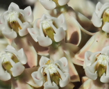 Asclepias fascicularis