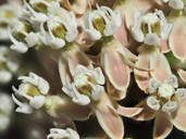 Asclepias fascicularis