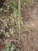 Piperia elegans ssp. decurtata