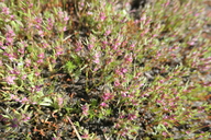 Polygonum polygaloides ssp. kelloggii