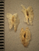 Paulownia tomentosa