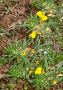 Ajuga chamaepitys ssp. chamaepitys