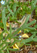 Ajuga chamaepitys ssp. chamaepitys