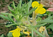 Ajuga chamaepitys ssp. chamaepitys