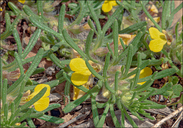 Ajuga chamaepitys ssp. chamaepitys