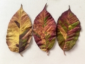 Fraxinus americana