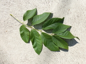Fraxinus americana