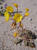 Chylismia brevipes