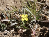 Camissoniopsis pallida