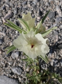 Antirrhinum confertiflorum