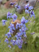 Delphinium parishii