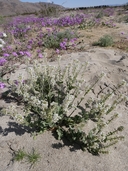 Dithyrea californica