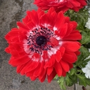 Anemone coronaria