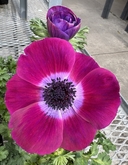 Anemone coronaria