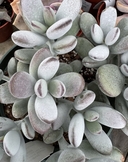 Cotyledon orbiculata