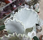 Cotyledon orbiculata var. oblonga