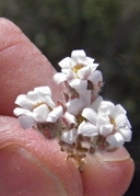 Monoptilon bellidiforme