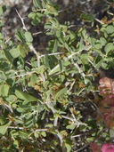 Lycium pallidum var. oligospermum