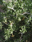 Lycium pallidum var. oligospermum