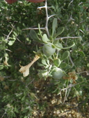 Lycium pallidum var. oligospermum