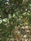 Lycium pallidum var. oligospermum