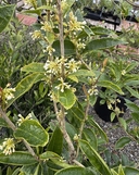 Osmanthus fragrans