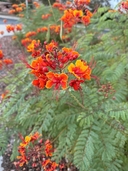 Caesalpinia pulcherrima